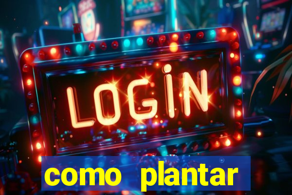 como plantar gergelim no vaso