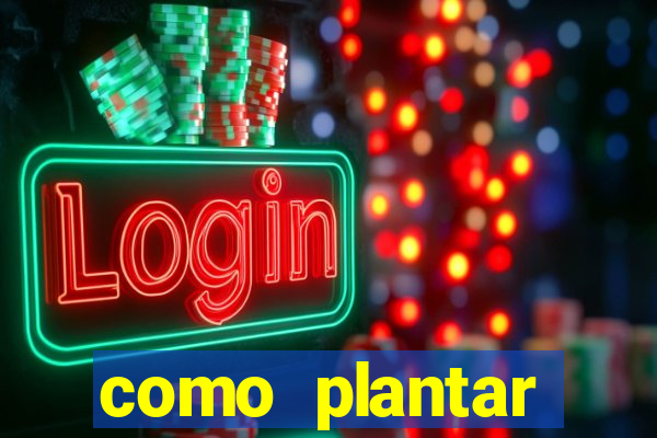 como plantar gergelim no vaso