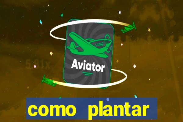 como plantar gergelim no vaso