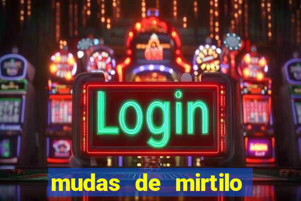 mudas de mirtilo em porto alegre