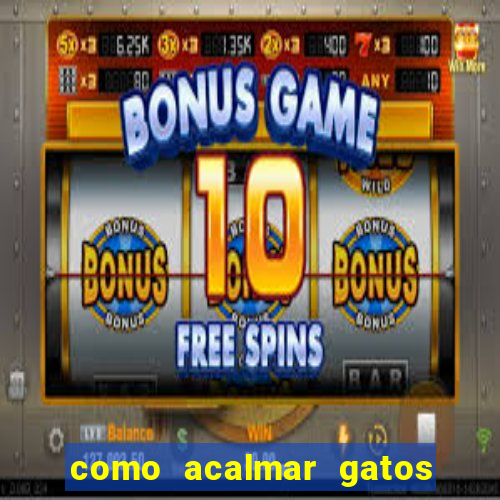 como acalmar gatos agitados a noite
