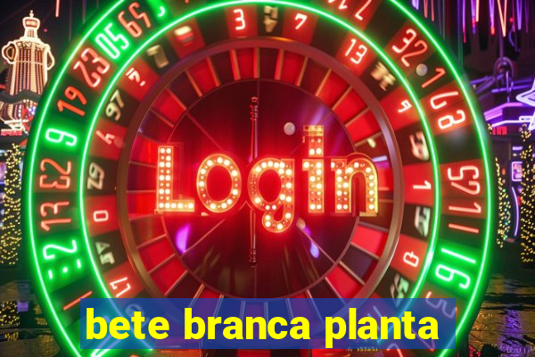 bete branca planta