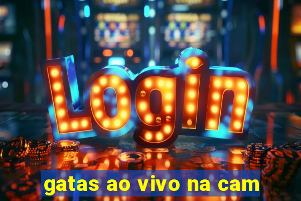 gatas ao vivo na cam