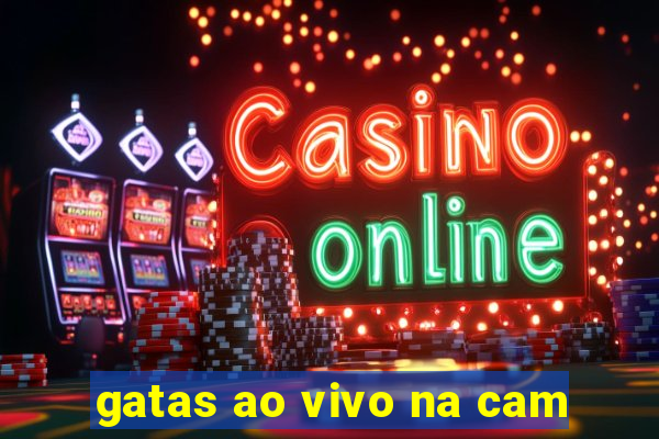 gatas ao vivo na cam