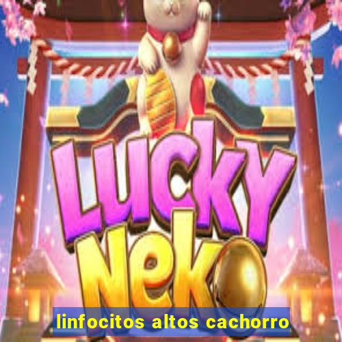 linfocitos altos cachorro
