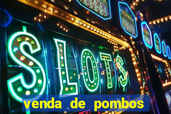 venda de pombos correios olx