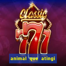 animal que atingi 230 decibeis