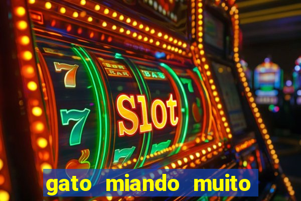 gato miando muito a noite o que fazer