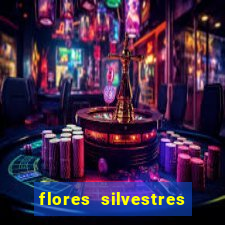 flores silvestres desbravadores desbravadores 25 flores silvestres e seus nomes