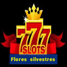 Flores silvestres brasileiras brasileiras flores silvestres nomes e imagens