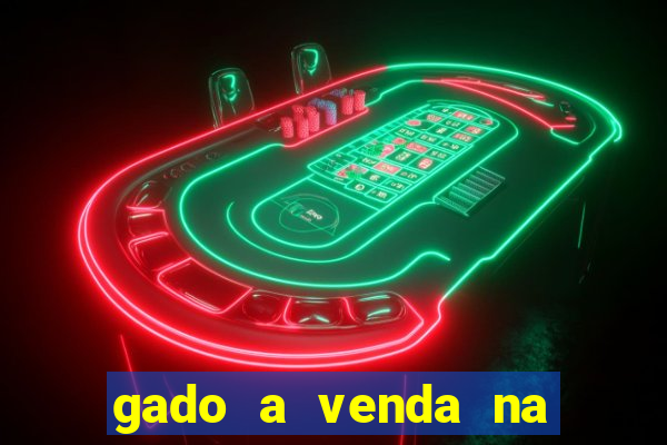 gado a venda na bahia olx