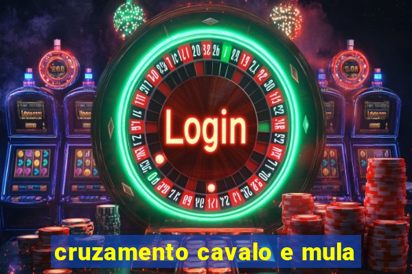 cruzamento cavalo e mula