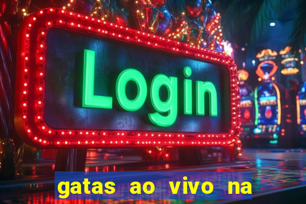 gatas ao vivo na web cam