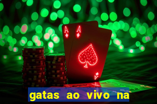 gatas ao vivo na web cam