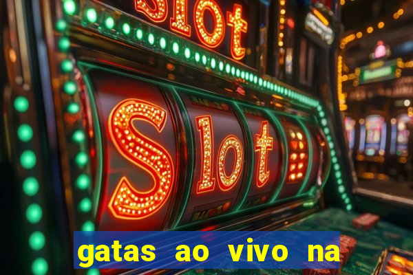 gatas ao vivo na web cam