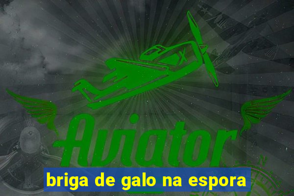 briga de galo na espora