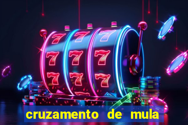 cruzamento de mula com cavalo