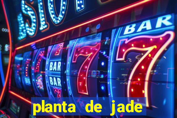planta de jade significado espiritual