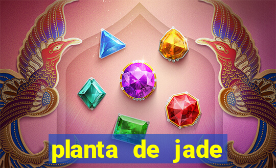planta de jade significado espiritual
