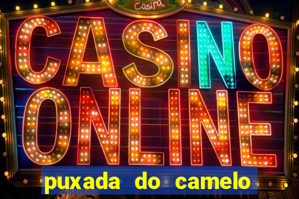 puxada do camelo jogo do bicho